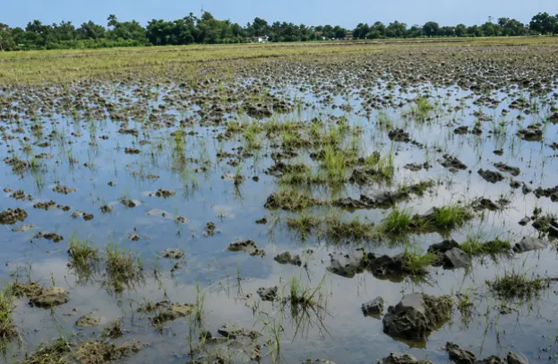 Sawah Kabupaten Cirebon, 275 Juta