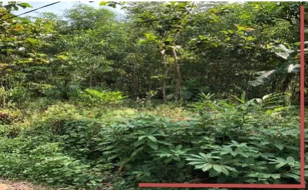 Tanah Kabupaten Kuningan, 300 Juta
